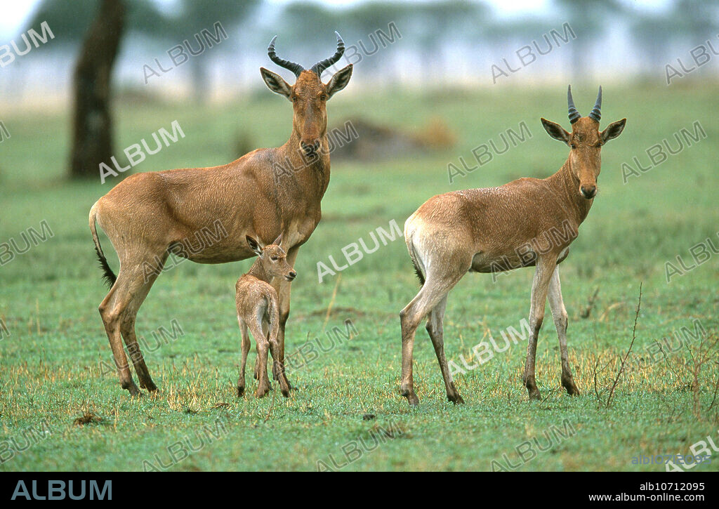 Coke's hartebeest (Alcelaphus buselaphus cokii) with young in Masai Mara Game Reserve, Kenya.