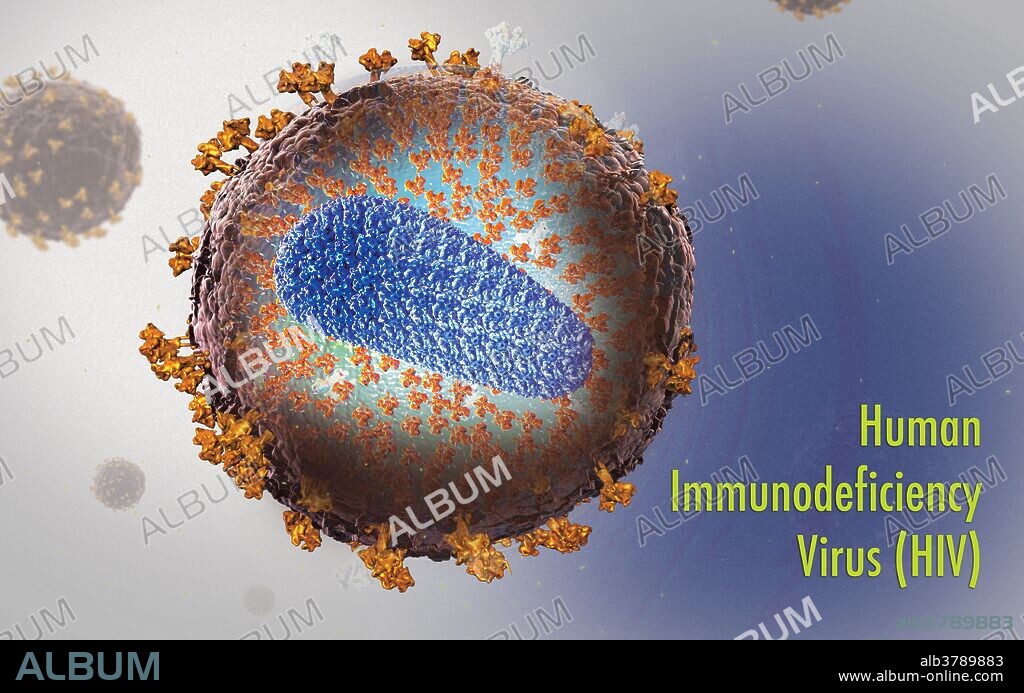 An illustration depicting the structure of the human immunodeficiency virus (HIV). The virus contains two copies of single-stranded RNA enclosed by a conical capsid. A matrix  surrounds the capsid, and in turn, is surrounded by a lipid bilayer envelope. Embedded in the viral envelope are HIV glycoproteins known as gp120 and gp40, which allows the virus to attach and fuse with host cells.