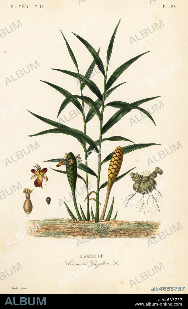 Ginger or ginger root, Zingiber officinale, Amomum zingiber, Gingembre. Handcoloured steel engraving by Oudet after a botanical illustration by Edouard Maubert from Pierre Oscar Reveil, A. Dupuis, Fr. Gerard and Francois Herincqs La Regne Vegetal: Flore Medicale, L. Guerin, Paris, 1864-1871.