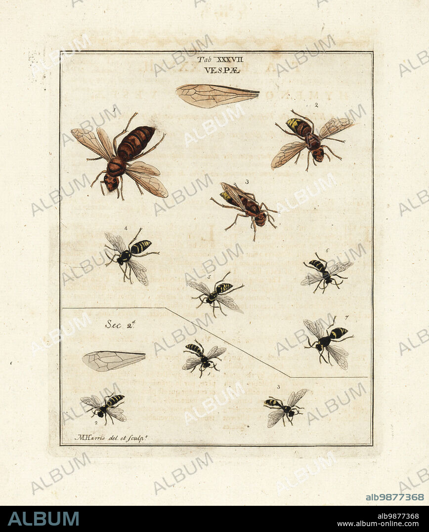 Species of wasps and hornets. European hornet, Vespa crabro 1,2, tree wasp, Dolichovespula sylvestrisparietum 4, common wasp, Vespula vulgaris 5, field dagger wasp, Argogorytes mystaceus 6, and lobed mason wasp, Ancistrocerus antilope 7. Section II: sand tailed digger wasp, Cerceris arenaria exultus 1,2, and field digger wasp, Mellinus arvensis 3. Handcoloured copperplate engraving drawn and engraved by Moses Harris from his own Exposition of English Insects, Including the several Classes of Neuroptera, Hymenoptera, Diptera, or Bees, Flies and Libellulae, White and Robson, London, 1782.
