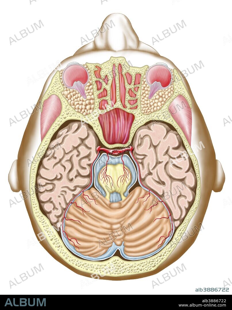 Transverse section of the midbrain.