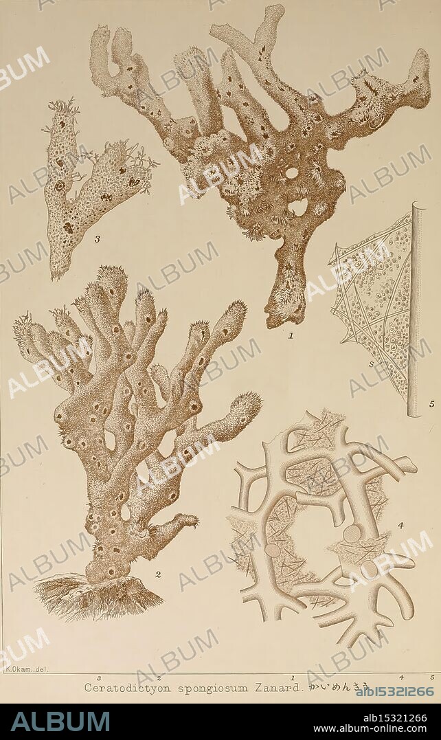 Icones of Japanese Algae, v.2, Tokyo, Kazamashobo 1907-1942, algae, botany, Japan, pictorial works, Woods Hole, Ceratodictyon spongiosum, Kintaro Okamura, This illustration features a variety of coral specimens, showcasing their intricate structures and unique forms. The central figure displays Ceratodictyon spongiosum, identified by its distinctive branching patterns and porous surfaces. Surrounding it are detailed sketches of related coral formations, highlighting the diversity in texture and architectural complexity. Various numbered parts indicate specific features or views, emphasizing their biological intricacies and ecological importance. The detailed renderings serve as a scientific study of marine life, illustrating the beauty and diversity of coral ecosystems.