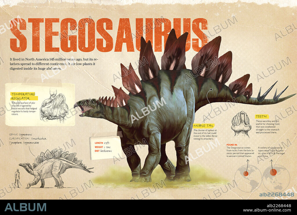 Stegosaurus. Infografía sobre el Stegosaurus, dinosaurio perteneciente a los ornitisquios, herbívoro del Jurásico cuyos fósiles fueron hallados en Norteamérica.