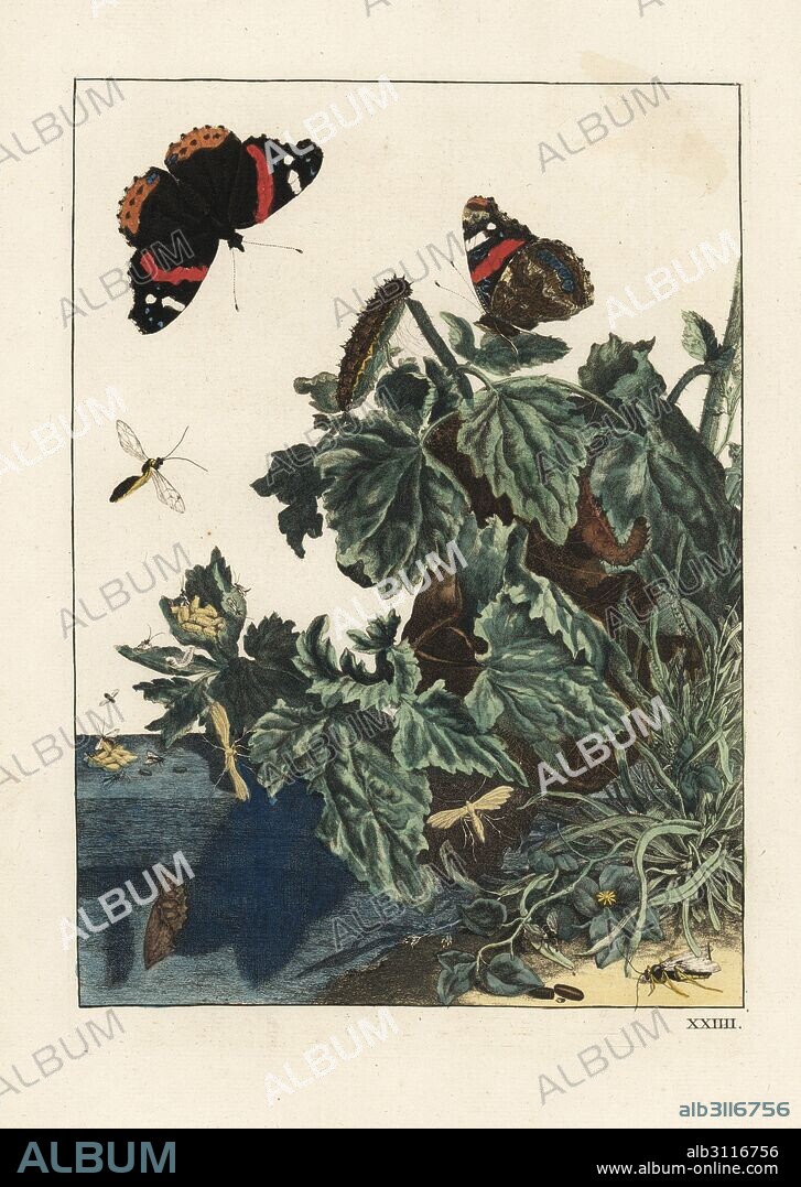 Red admiral butterfly, Vanessa atalanta, caterpillar and pupa. Handcoloured copperplate engraving drawn and etched by Jacob l'Admiral in Naauwkeurige Waarneemingen omtrent de veranderingen van veele Insekten (Accurate Descriptions of the Metamorphoses of Insects), J. Sluyter, Amsterdam, 1774. For this second edition, M. Houttuyn added another eight plates to the original 25.
