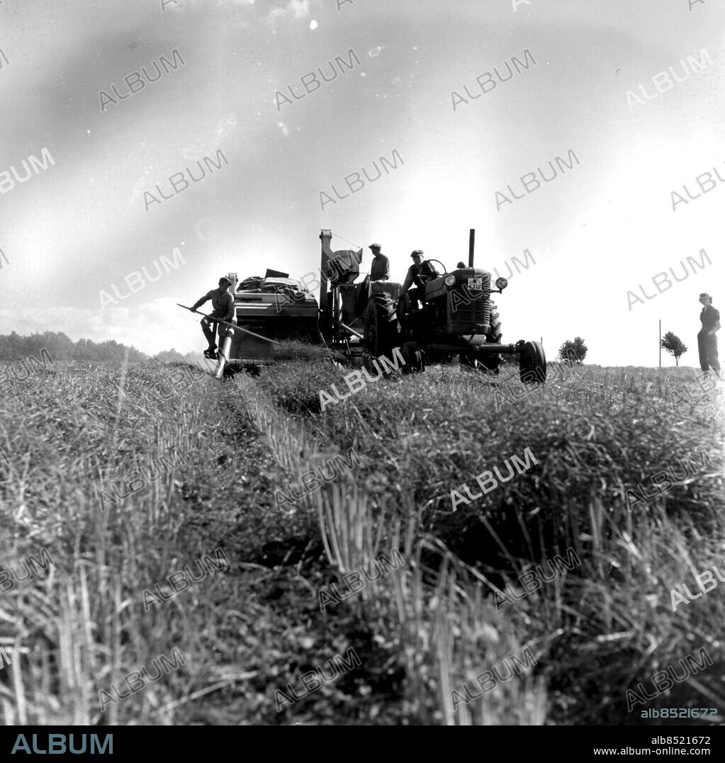 Skåne 19540801. Farmall traktor och skördetröska modell äldre. Skörd av raps som ligger och är torkad. Tröskan betjänas av två man. En hjälper till att få upp rapsen från marken, en fyller säckar. Foto Jan Fridlund / Rubin / Sydsvenskan / SCANPIX. **OUT Kvällsposten, Skånska Dagbladet, Metro Skåne**. ***BETALBILD***.