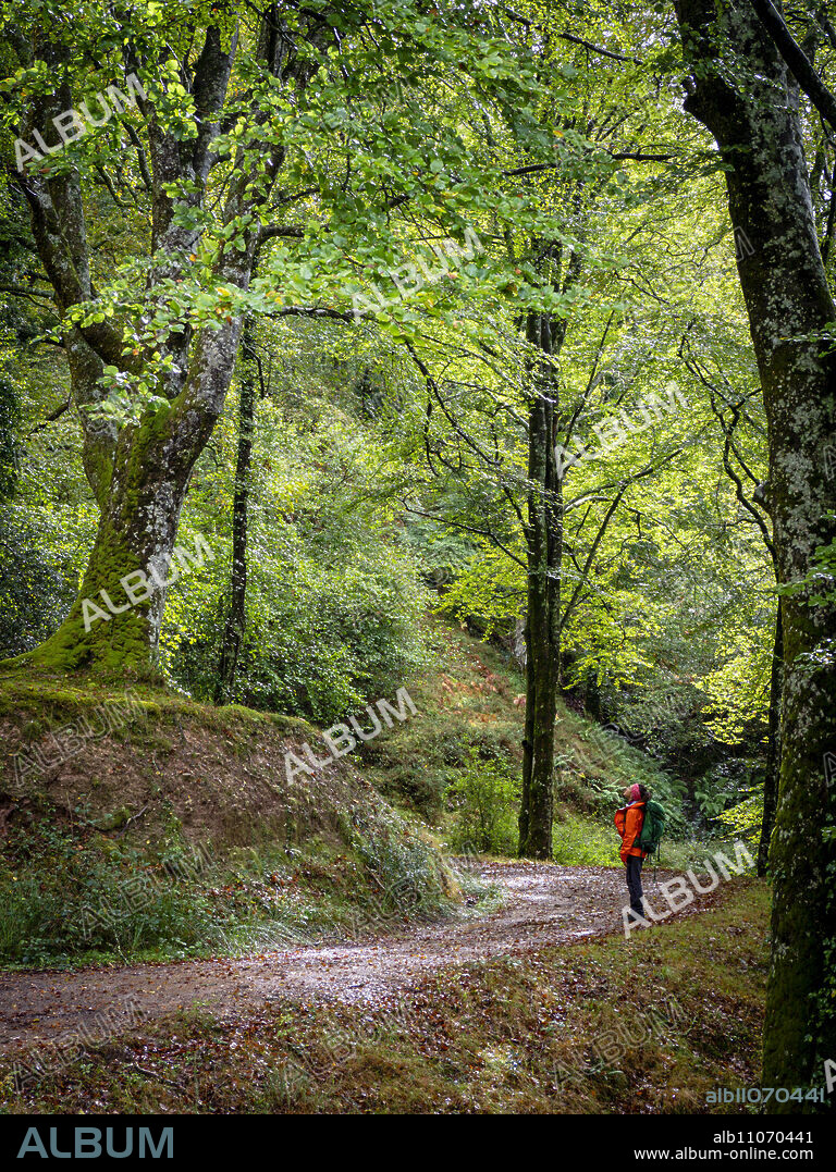 Hiking in Robledal de Ucieda, Saja-Besaya Natural Park, Cantabria, Spain.
