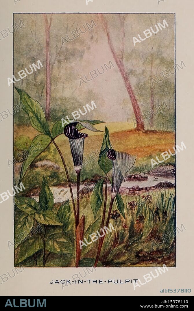 Fifty Flower Friends with Familiar Faces, Boston, Lothrop, Lee & Shepard Co. 1907, northeastern states, wildflowers, jack-in-the-pulpit, Arisaema triphyllum, The scene features two distinctive Jack-in-the-Pulpit plants, characterized by their unique hooded flowers. The plants emerge gracefully from the ground, surrounded by lush greenery and soft grass. In the background, a peaceful landscape unfolds, showcasing a gentle stream that meanders through a sunlit forest. A soft blend of colors in the foliage and the trees adds a tranquil atmosphere, while the natural setting highlights the beauty of these intriguing plants, making them the focal point of this serene and harmonious environment.
