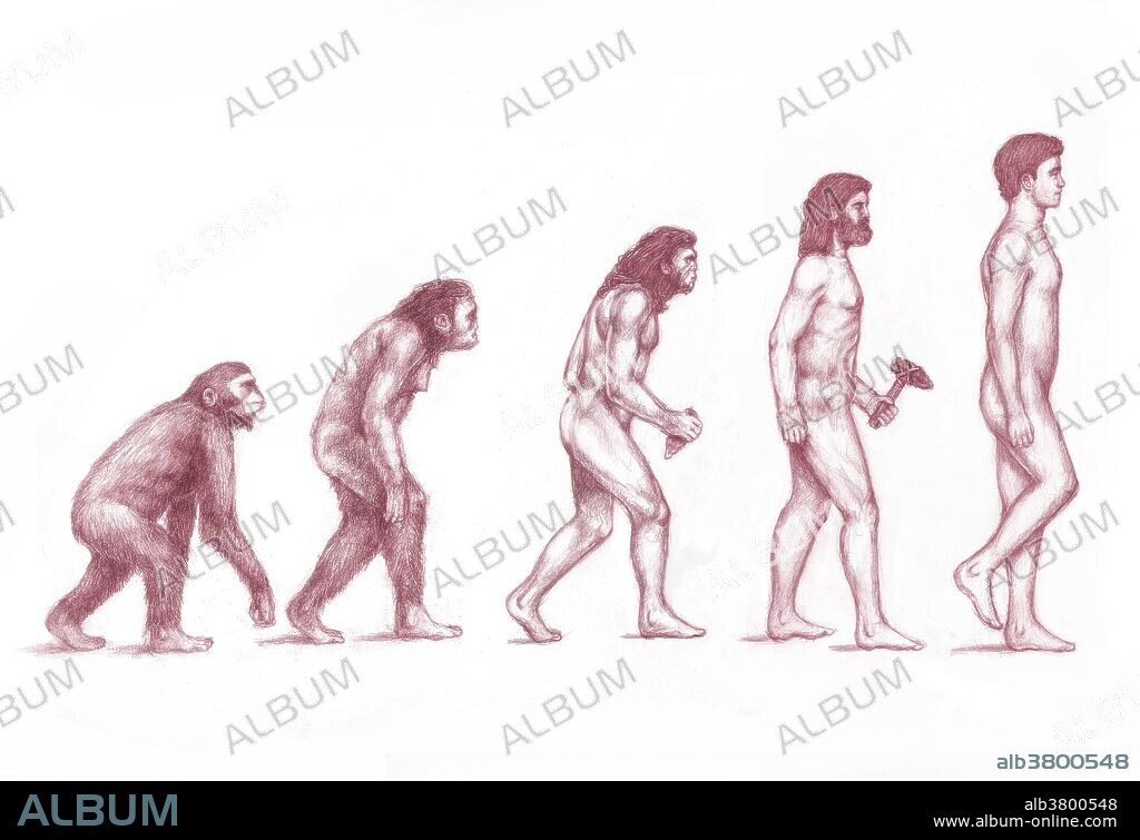 Human Evolution