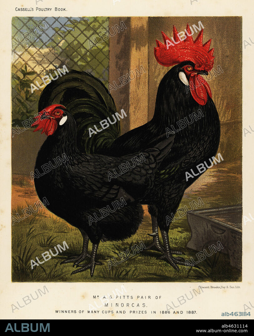 Minorca chickens, cock and hen, Gallus gallus domesticus. Bred by A.G. Pitts and cup winners in 1886 and 1887. Chromolithograph by Vincent Brooks Day & Son after an illustration by J.W. Ludlow from Lewis Wrights The Illustrated Book of Poultry, Cassell, London, 1890.
