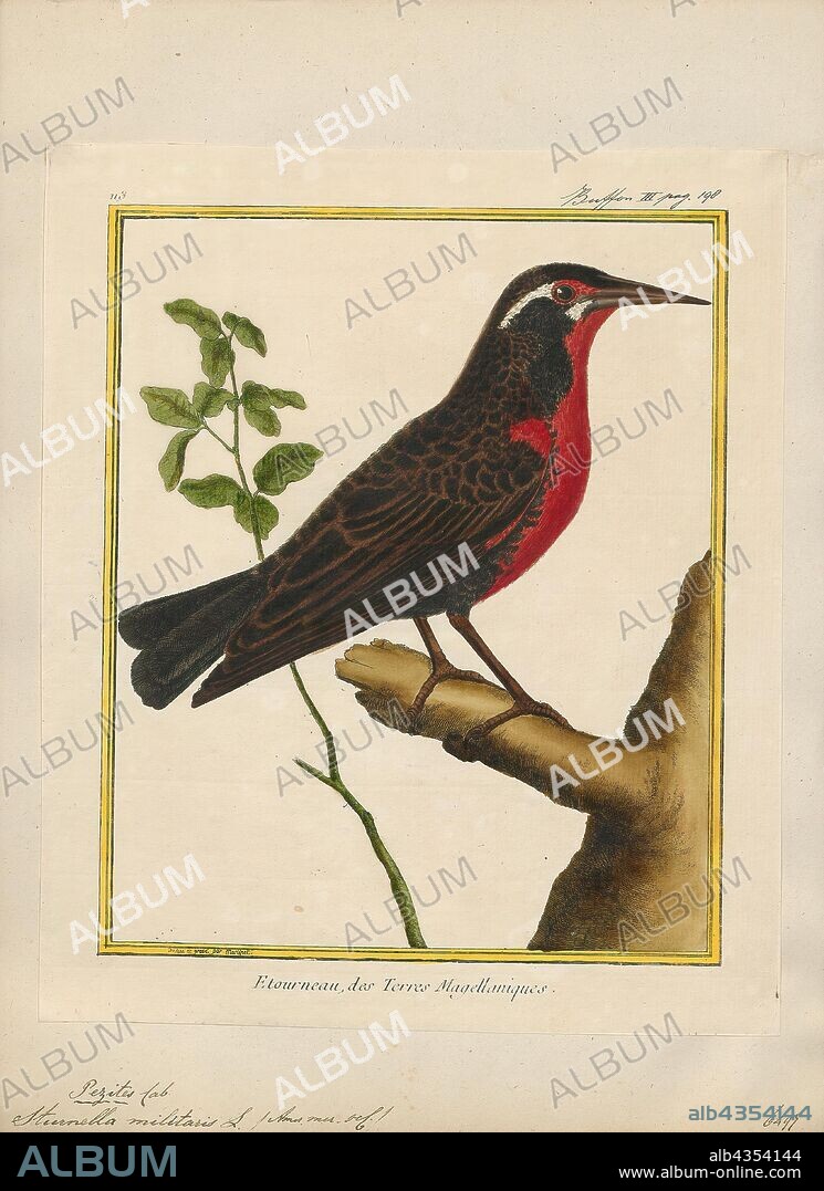 Sturnella militaris, Print, The red-breasted meadowlark (Leistes militaris) is a passerine bird in the New World family Icteridae. It was formerly named red-breasted blackbird but is not closely related to the red-winged blackbird group., 1700-1880.