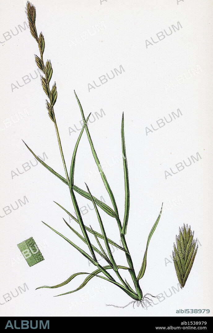 Triticum acutum; Decumbent Sea Couch-grass.