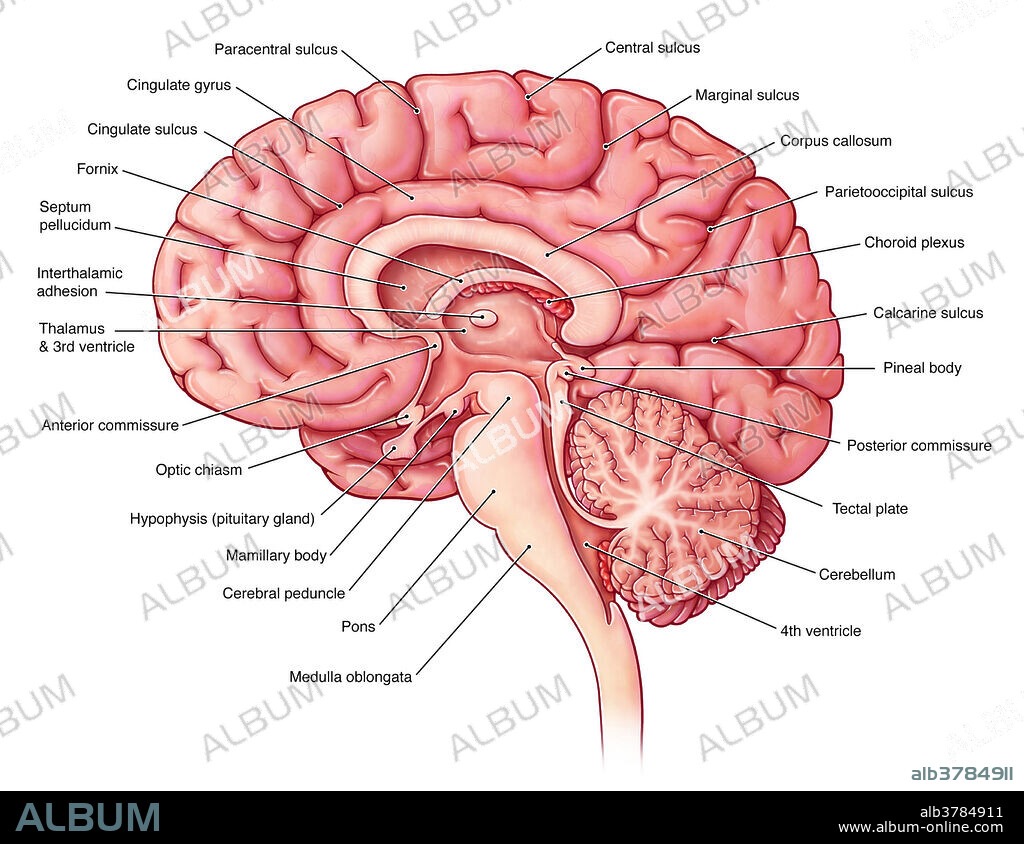 An illustration of the brain from a midsagittal view.