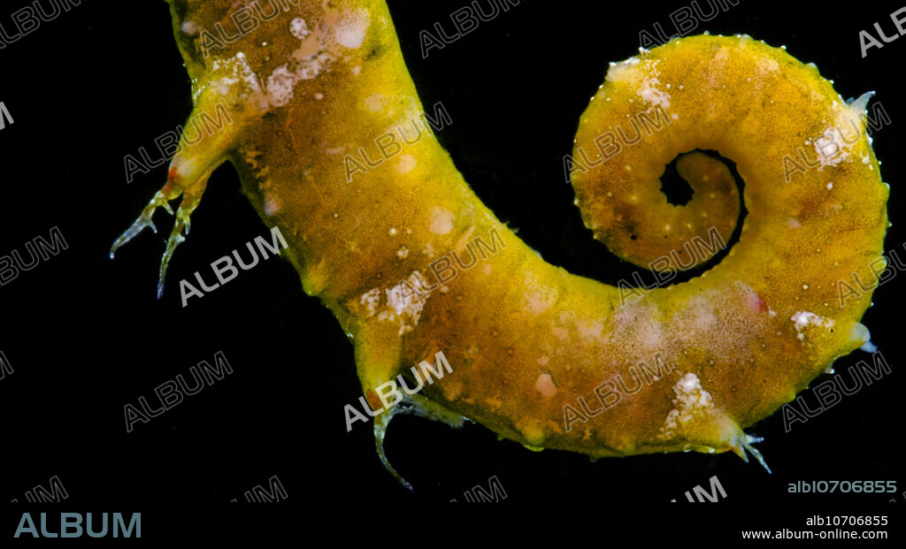 This Northern Seahorse (Hippocampus erectus) was trawled from the Gulf of Mexico in a net that fished from 1,500m to the surface. from an open ocean locality, about 150 miles S-SE of Gulf Port, MS, USA. Males hold eggs and developing young in their brood pouch, ejecting them once they hit a developmental stage where they can swim on their own. Image courtesy of the DEEPEND project.
