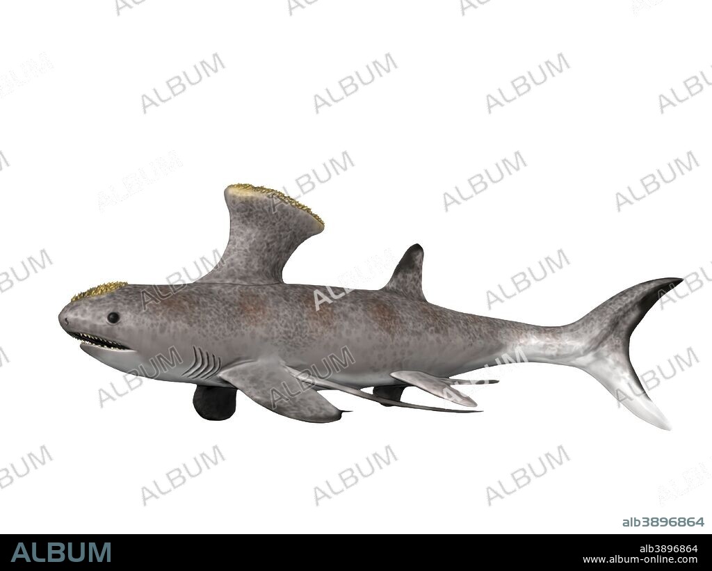Akmonistion zangerli is an extinct shark from the Early Carboniferous period of Scotland.