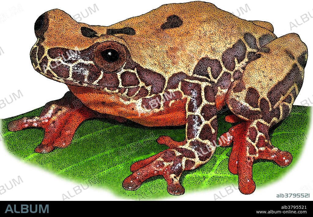Triangle Treefrog, Illustration