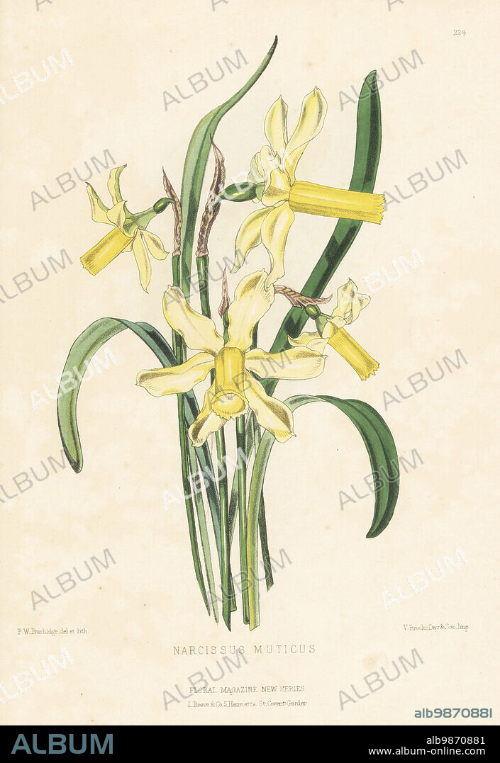 Daffodil species, Narcissus abscissus, native to France and Spain in the Pyrenees. As Narcissus muticus. Handcolored botanical illustration drawn and lithographed by Frederick William Burbidge from Henry Honywood Dombrain's Floral Magazine, New Series, Volume 5, L. Reeve, London, 1876. Lithograph printed by Vincent Brooks, Day & Son.