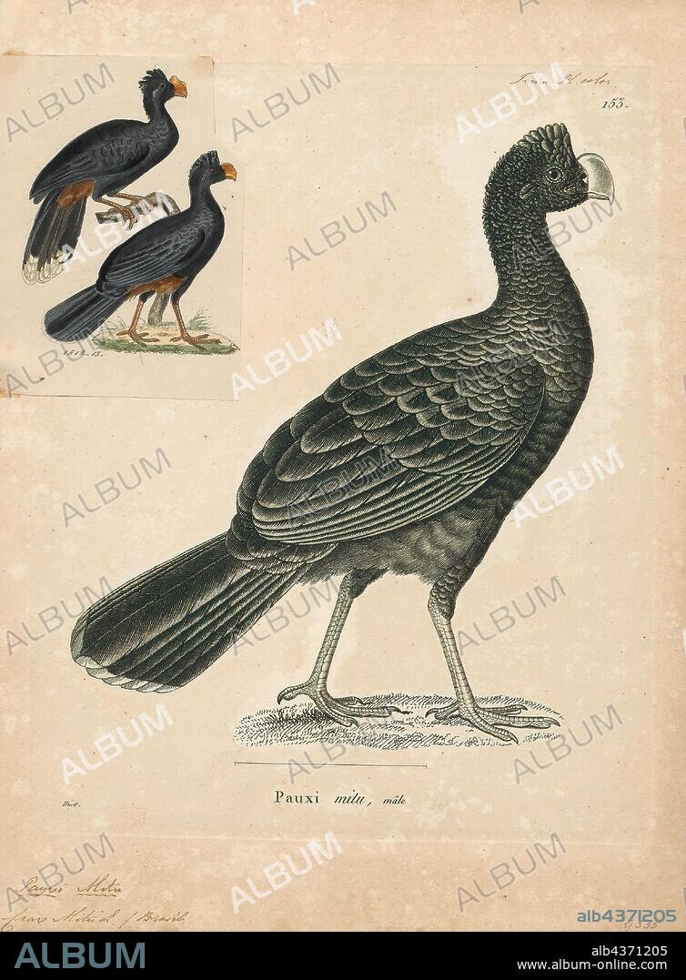 Pauxi mitu, Print, The Alagoas curassow (Mitu mitu) is a glossy-black, pheasant-like bird. It was formerly found in forests in Northeastern Brazil in what is now the states of Pernambuco and Alagoas, which is the origin of its common name (Harry 2006). It is now extinct in the wild; there are about 130 individuals in captivity., 1700-1880.