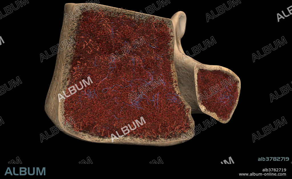 This view demonstrates a cross-section of the L5 vertebra. Cortical bone is seen in the outer surface of this bone. The inner portion contains trabeculated bone that contains the rich bone marrow. On close observation small capillaries can be seen within the marrow.