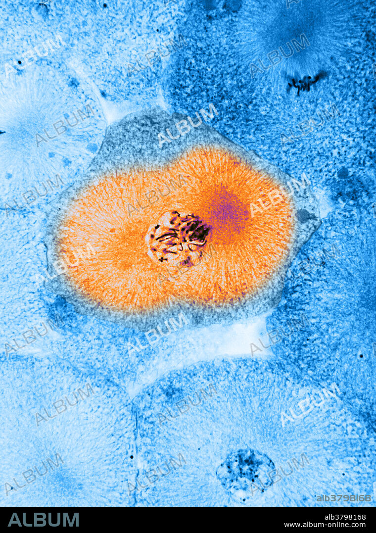 Colour enhanced light micrograph showing mitosis - prophase, in whitefish blastula, the centriole has divided and the daughter centrioles have moved to opposite poles of the cell, a centriole plus the spindle fibers. Magnification 1,100x. Mitosis, the usual method of cell division, characterized typically by the resolving of the chromatin of the nucleus into a threadlike form, which condenses into chromosomes, each of which separates longitudinally into two parts, one part of each chromosome being retained in each of two new cells resulting from the original cell. The four main phases of mitosis are prophase, metaphase, anaphase, and telophase. Blastula, an animal embryo at the stage immediately following the division of the fertilized egg cell, consisting of a ball-shaped layer of cells around a fluid-filled cavity known as a blastocoel. A centriole is a small, cylindrical cell organelle, seen near the nucleus in the cytoplasm of most eukaryotic.