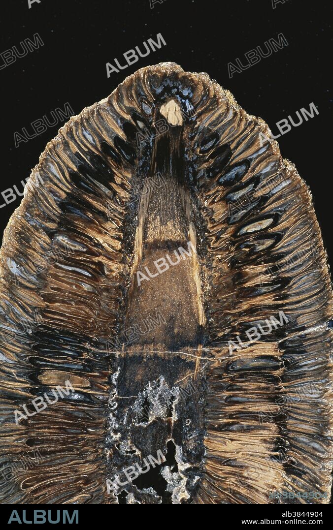 Cross-section of a fossil Araucaria cone (Araucaria sp.) from the Cretaceous Period, Chubut, Argentina.