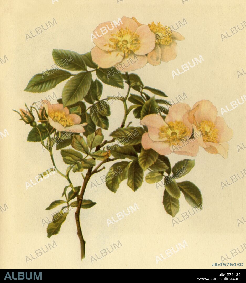 ALFRED WILLIAM PARSONS. 'Dog Rose', c1890-1908, (1944). Botanical illustration from "The Genus Rosa" by Ellen Willmott. [1910-1914]. Published in "Wild Flowers in Britain", by Geoffrey Grigson. [Collins, London, 1944].