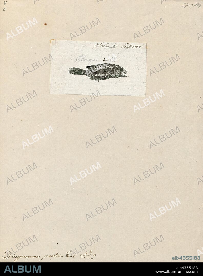 Diagramma pictum, Print, The painted sweetlips or slate sweetlips, Diagramma pictum, is a species of marine fish in the family Haemulidae. It is widespread throughout the tropical waters of the Indo-West Pacific region, Red Sea included. This species reaches a length of 100 cm (39 in), but common size is 55 cm (22 in). As other fish, the painted sweetlips is the host of many parasites. These include the lepocreadiid digenean Holorchis castex and the monorchiid digenean Lasiotocus plectorhynchi in the intestine and the cystidicolid nematode Metabronemoides mirabilis in the stomach., 1759.