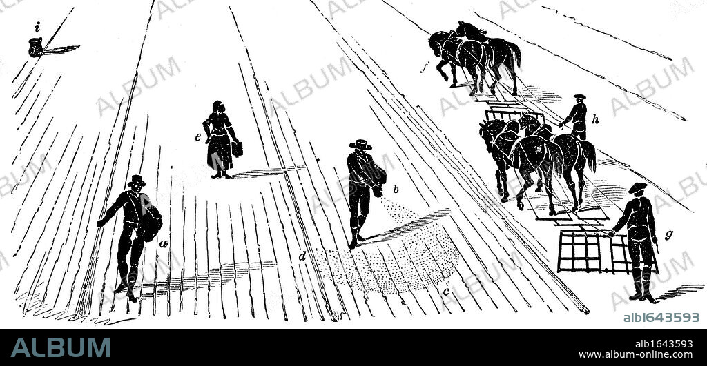 Crop Rotation: Sowing and harrowing corn. In Norfolk 4-course system, wheat planted first year, followed by turnips, then barley, often underplanted with grass or grass and clover ley to be used for hay or grazing in 4th year. Engraving 1855.