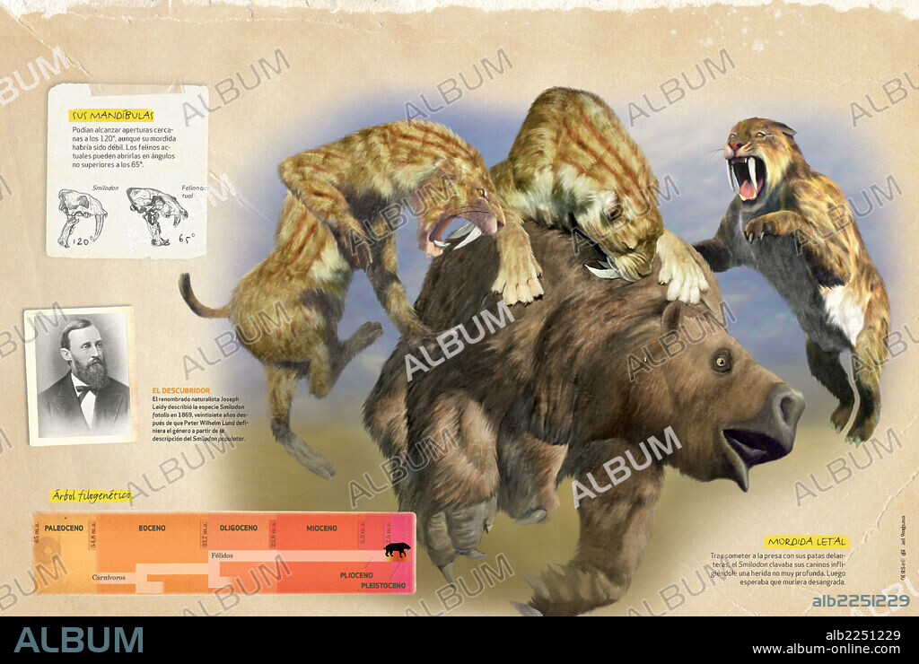 Características del Smilodon. Infografía sobre las técnicas de caza del Smilodon, felino prehistórico del Pleistoceno, su descubridor y su árbol filogenético.