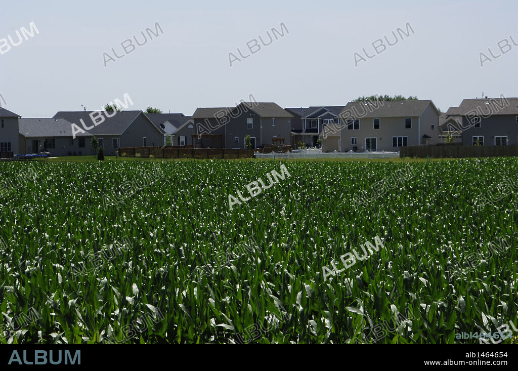 CAMPO DE CULTIVO DE MAIZ. Estado de Illinois. Estados Unidos.