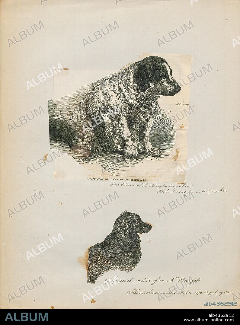 Canis lupus familiaris, Print, The domestic dog (Canis lupus familiaris when considered a subspecies of the wolf or Canis familiaris when considered a distinct species) is a member of the genus Canis (canines), which forms part of the wolf-like canids, and is the most widely abundant terrestrial carnivore. The dog and the extant gray wolf are sister taxa as modern wolves are not closely related to the wolves that were first domesticated, which implies that the direct ancestor of the dog is extinct. The dog was the first species to be domesticated and has been selectively bred over millennia for various behaviors, sensory capabilities, and physical attributes., 1700-1880.