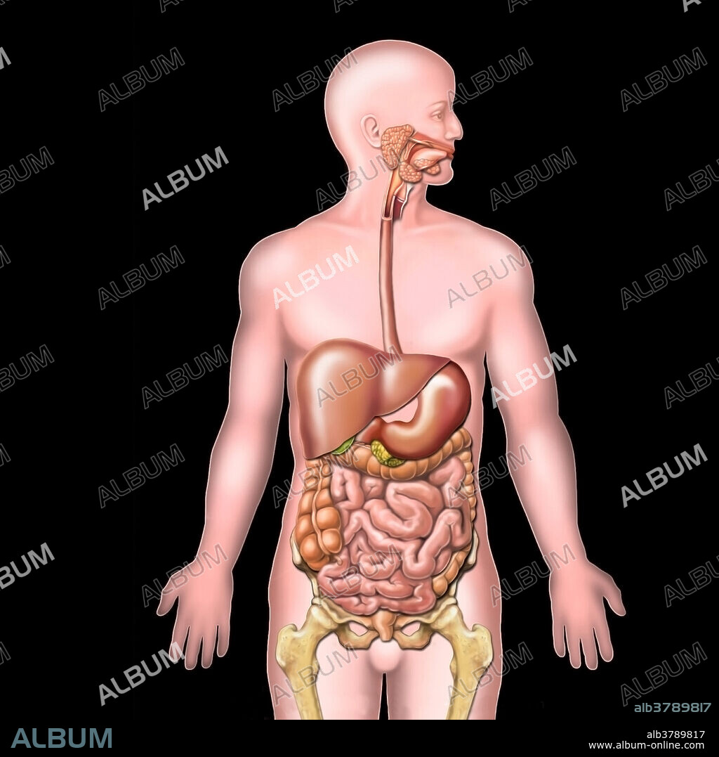 Medical illustration of the human digestive system. Includes mouth, tongue, salivary glands, esophagus, trachea, liver, stomach, pancreas, gallbladder, large intestine, small intestine, colon, rectum, pelvis and femurs for orientation.