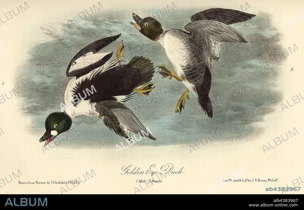 Golden Eye Duck, Common Goldeneye (Bucephala clangula, Fuligula clangula), Signed: J.J. Audubon, J.T. Bowen, lithograph, Pl. 406 (Vol. 6), Audubon, John James (drawn); Bowen, J. T. (lith.), 1856, John James Audubon: The birds of America: from drawings made in the United States and their territories. New York: Audubon, 1856.