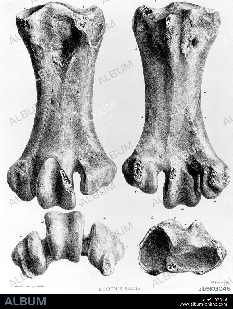 Foot bones (metatarsi) of the Greater Broad-billed Moa. Lithograph by James Erxleben from the Transactions of the Zoological Society of London, Vol. 8 (1873).