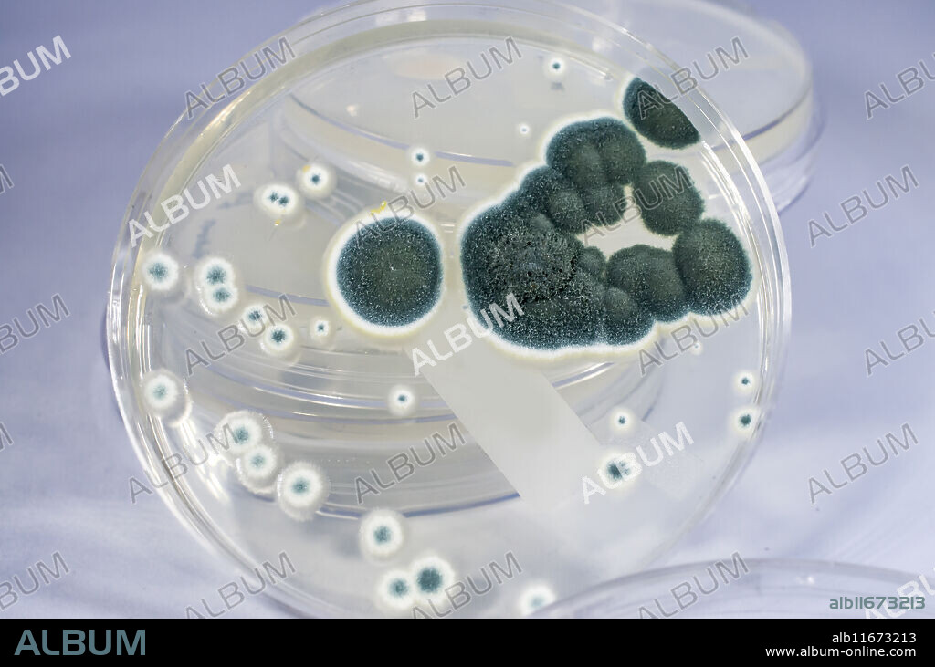 Colonies of Penicillium fungi grown on Sabouraud Dextrose Agar (SDA). Penicillium is a mold fungus that causes food spoilage, used in cheese production and produces antibiotic penicillin.