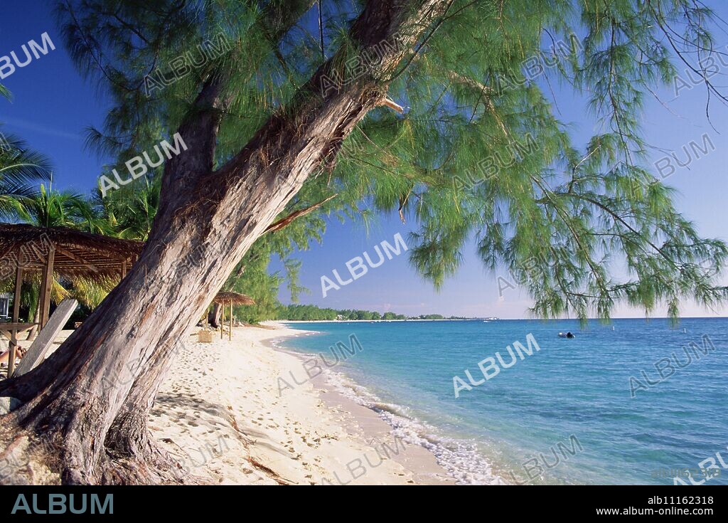 Leaning tree above calm turquoise sea, Seven Mile Beach, Grand Cayman, Cayman Islands, West Indies, Caribbean, Central America.