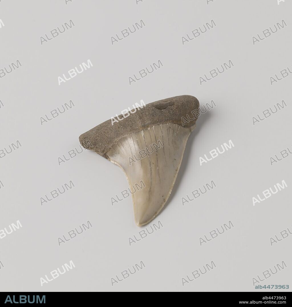 Fossil fish tooth, Fossil fish tooth with fossilized bone, probably a side tooth from the left upper jaw of a Cosmopolitodus Hastalis, an extinct shark species that was very common in the Miocene and early Pliocene. (Determined by Lex Kattenwinkel, collector of fossil shark teeth, based on photo, October 2010)., niet van toepassing, Netherlands (possibly), after 35000000 - before 4000000, bone (material), l 3.6 cm × w 3.3 cm.