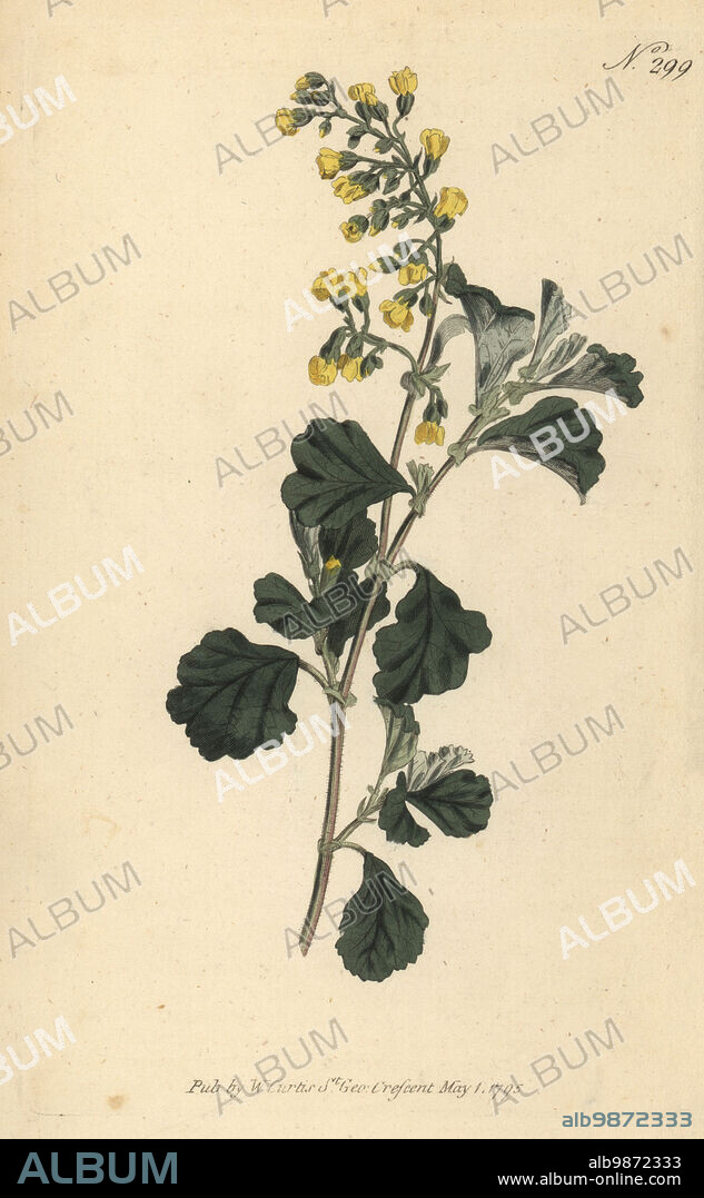 Alder-leaved hermannia, Hermannia alnifolia. Malvales shrub from the Cape of South Africa. Handcoloured copperplate engraving after a botanical illustration from William Curtis's Botanical Magazine, Stephen Couchman, London, 1795.