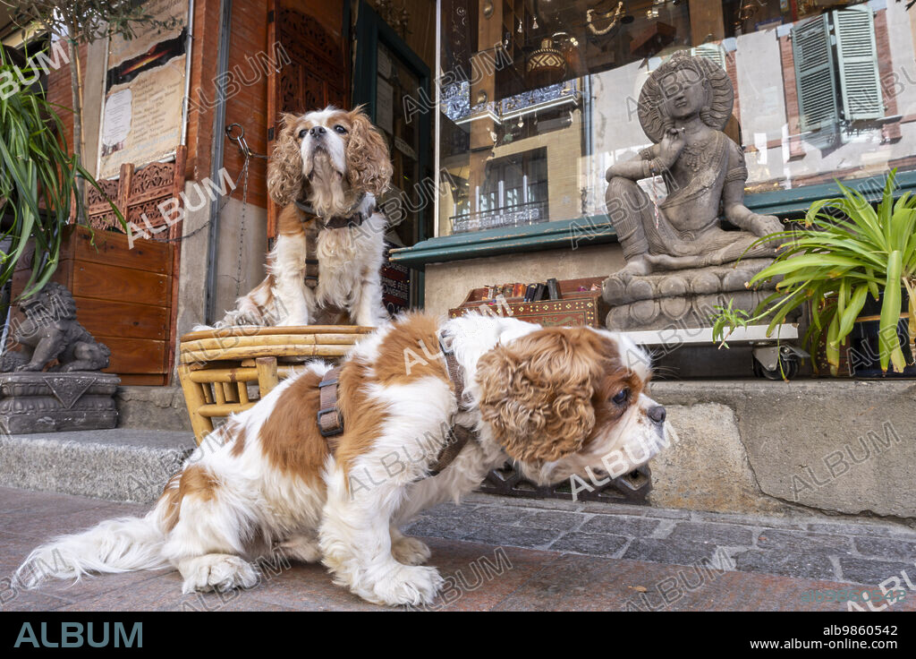 Cavalier King Charles Spaniel on the street, Toulouse, Haute-Garonne, French Republic, Europe.