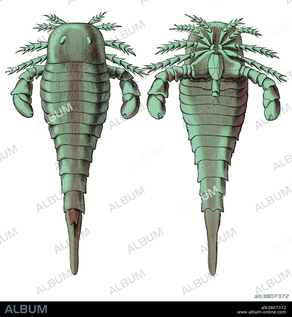 Illustration of Eurypterus remipes, a eurypterid or sea scorpion from the Silurian Period, from Louis Figuier's The World Before the Deluge, 1867 American edition. Dorsal and ventral views. This image has been color enhanced.