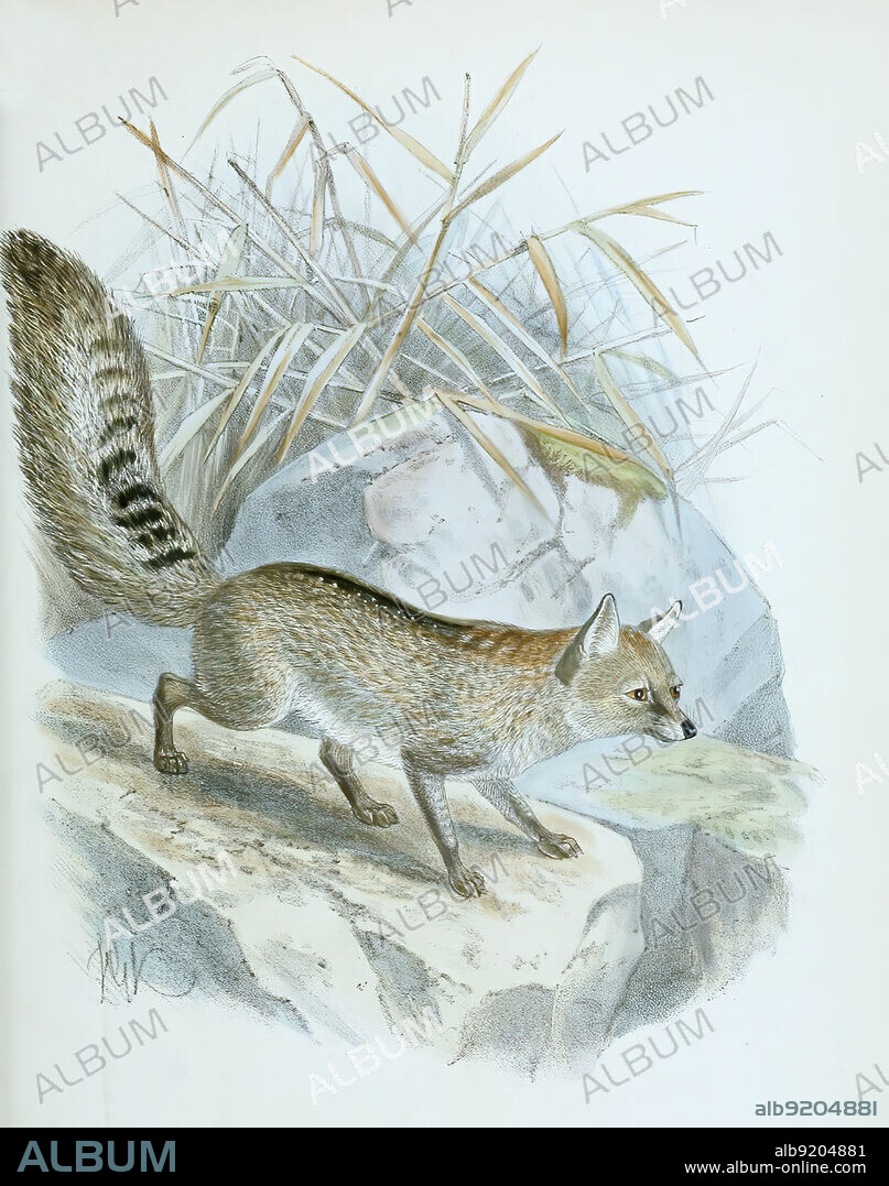 Hoary fox, Brasilianische Kampffuchs, Lycalopex vetulus, Pseudalopex vetulus, canis canus, Historisch, historical, digital improved reproduction of an original from the 19th century / digital restaurierte Reproduktion einer Originalvorlage aus dem 19. Jahrhundert, genaues Originaldatum nicht bekannt.