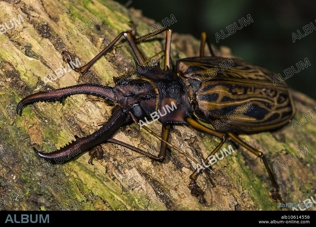 The Sabertooth Longhorn Beetle (Macrodontia cervicornis) is one of the largest beetles in the world; the largest individuals approach seven inches total length. Much of the life of this species is spent as a larva  up to 10 years. Larvae feed on dead trees. This individual photographed in the Peruvian Amazon, 2017.