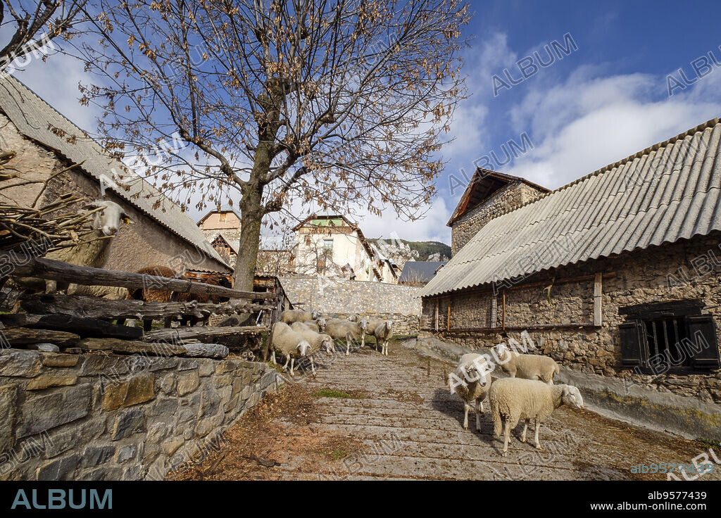 ovejas saliendo del corral, Serveto, Huesca, Aragón, cordillera de los Pirineos, Spain.