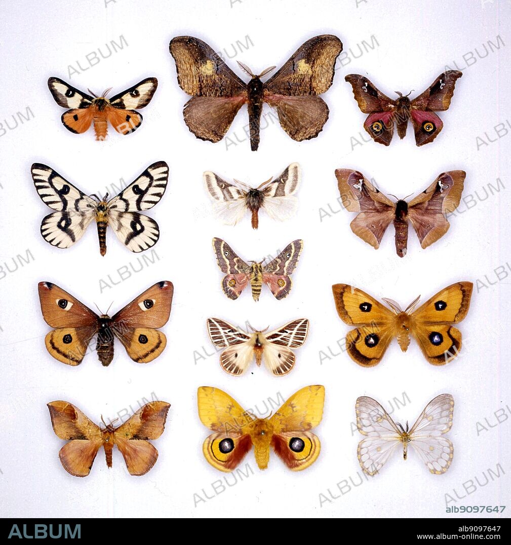 Butterflies/moths - (top left to bottom) Hemileuca electra, Hemileuca hera, Saturnia mendocino, Goodia kuntzei - (middle row top to bottom) Micragone ansorgei, Hemileuca tricolor, Vegetia dewitzi, Eubergia boetifica, Automeris io - (top right to bottom) Ludia orinoptena, Holocerina angulata, Aglia tau, Pseudaphelia appollinaris.