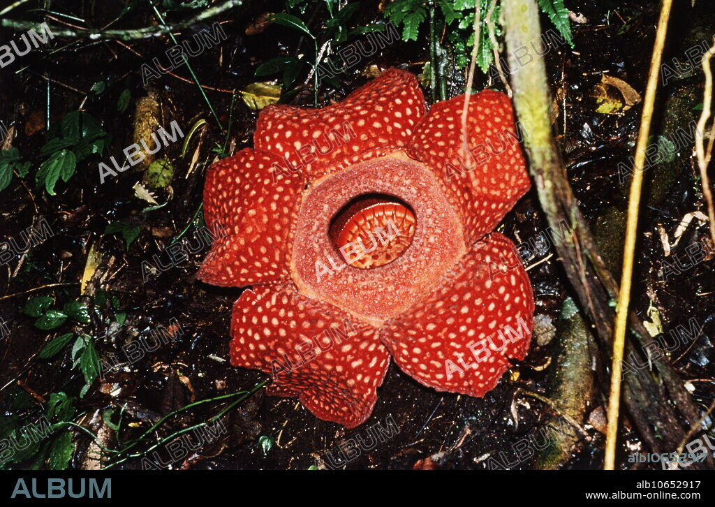 Rafflesia flower (Rafflesia arnoldi) on the forest floor. At a width of over one metre, this is the largest flower in the world. It is parasitic, spending most of its life as a tiny thread within its host, a type of vine. When mature, the elaborate flower erupts from the vine. It only flowers for a few days during which it attracts pollinating insects by its strong smell of rotting flesh. R. arnoldi is only found in Sumatra, southeast Asia.