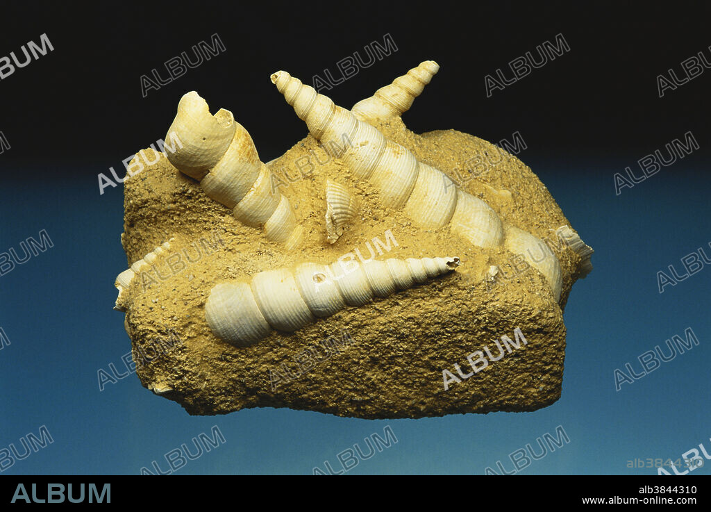 Turritella fossils from the Eocene Epoch, France. Dimensions: 10.5 x 7 cm.