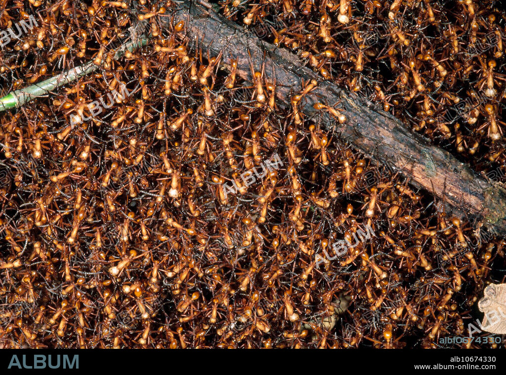 Army ants (Eciton sp.) at a bivouac site. This is a temporary nest constructed from individual ants. The ants are hanging down from from a piece of wood, forming the structure of the nest.