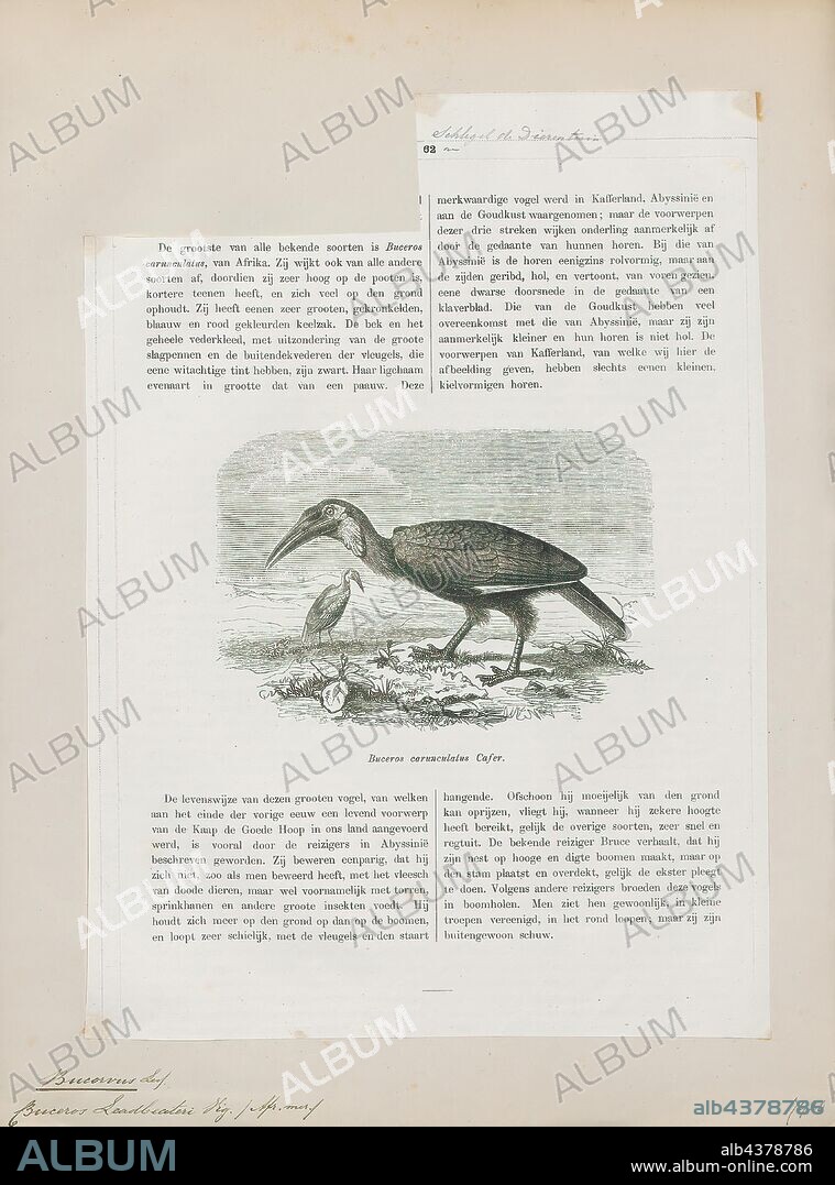 Bucorvus leadbeateri, Print, The southern ground hornbill (Bucorvus leadbeateri; formerly known as Bucorvus cafer), is one of two species of ground hornbill, which are both found solely within Africa, and is the largest species of hornbill worldwide. It can be found in the southern regions of Africa, ranging from Kenya to South Africa. Within these regions, they inhabit both woodlands and savannas. The other species of the genus Bucorvus found in Africa is the Abyssinian ground hornbill, B. abyssinicus., 1872.