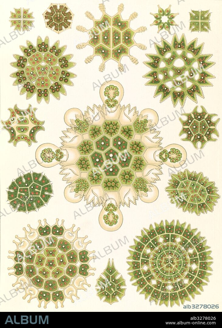 Illustration shows algae in the genus Pediastrum. Melethallia. - Gesellige Algetten, 1 print : color lithograph ; sheet 36 x 26 cm., 1904. Ernst Haeckel 1834 – 1919 German biologist, naturalist, philosopher, physician, professor, and artist who discovered, described and named thousands of new species, mapped a genealogical tree relating all life forms, and coined many terms in biology, including anthropogeny, ecology, phylum, phylogeny, stem cell, and Protista.