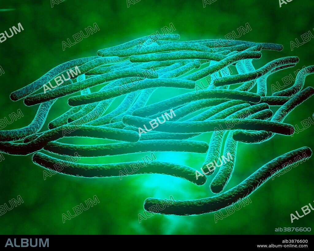 Microscopic view of Legionella pneumophila. Legionella pneumophila is a thin, aerobic, pleomorphic, flagellated, non-spore forming, gram-negative bacterium of the genus Legionella. Pneumophila is the primary human pathogenic bacterium in this group and is the causative agent of legionellosis or Legionnaires' disease.