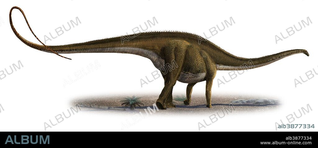 Diplodocus longus, a prehistoric era dinosaur from the Jurassic period.